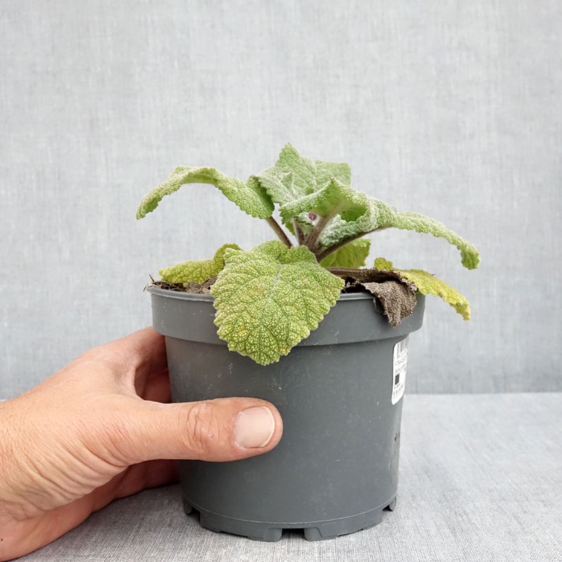 Example of Muskat-Salbei - Salvia sclarea Topf mit 1,5L/2L as you get in printemps