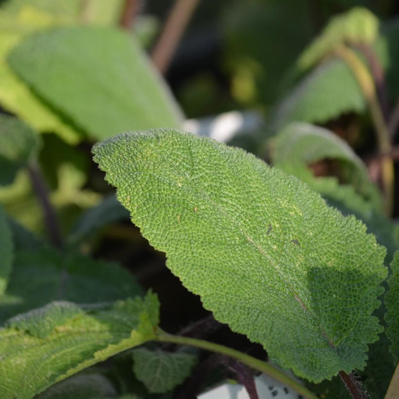 Muskat-Salbei Vatican White - Salvia sclarea (Foliage)