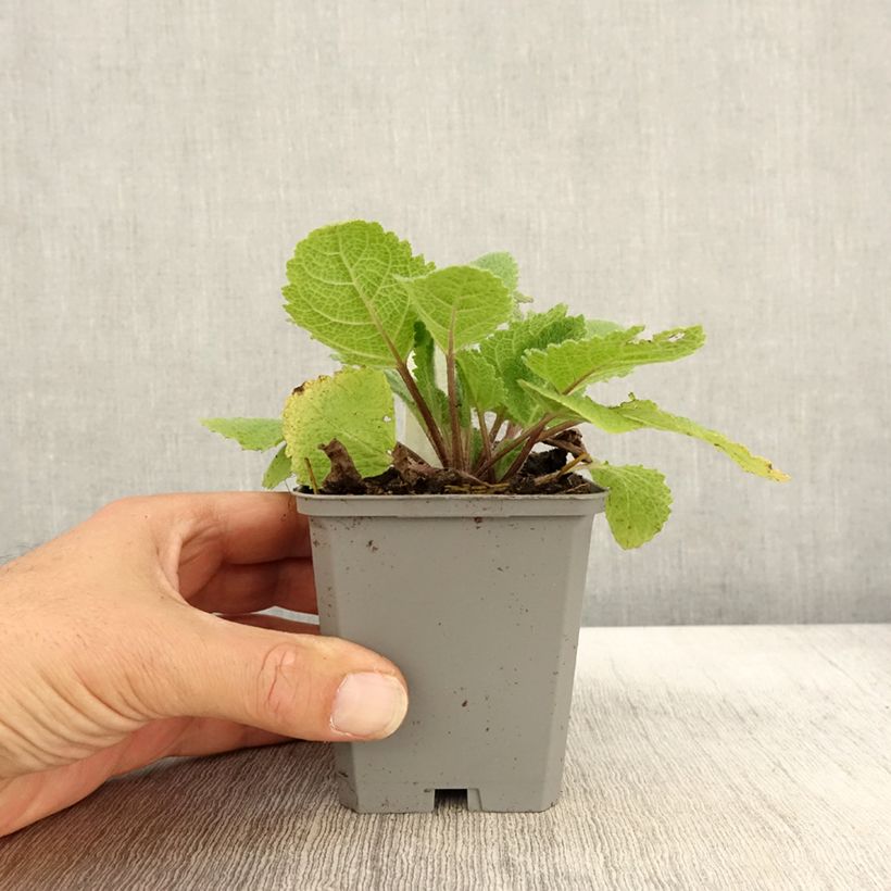 Example of Muskat-Salbei Vatican White - Salvia sclarea Kleine Töpfe von 8/9 cm as you get in automne