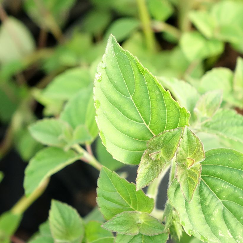 Zierlicher Salbei Tangerine - Salvia elegans (Foliage)