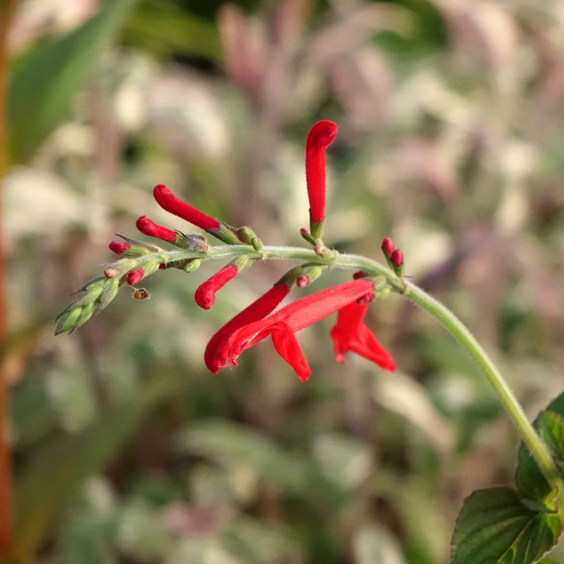 Zierlicher Salbei Tangerine - Salvia elegans (Flowering)