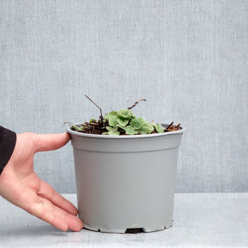 Exemplar von Salvia verticillata Purple Rain - Quirlblättriger Salbei Topf mit 3L/4L wie im Frühjahr geliefert