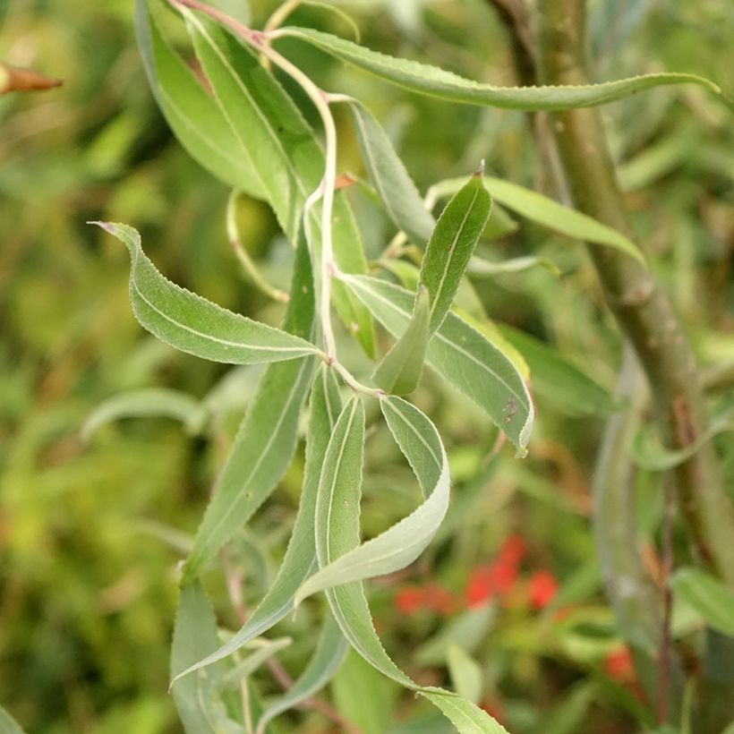 Silber-Weide Dart's Snake - Salix alba (Foliage)