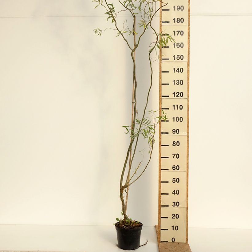 Example of Silber-Weide Dart's Snake - Salix alba Topf mit 4L/5L as you get in ete