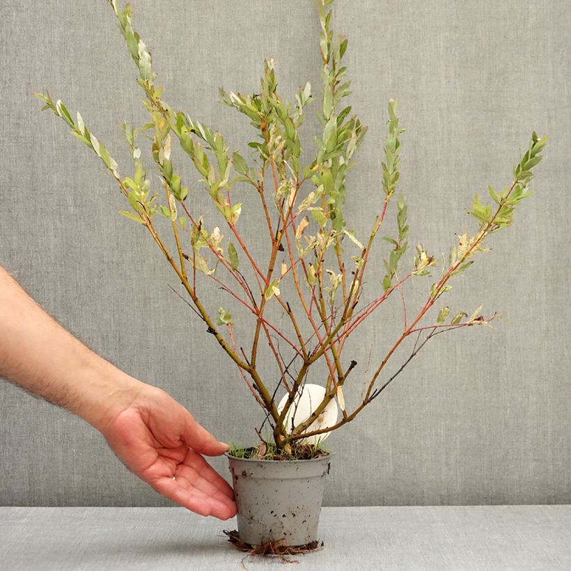 Exemplar von Harlekinweide Flamingo - Salix integra Topf 12 cm / 13 cm wie im Herbst geliefert