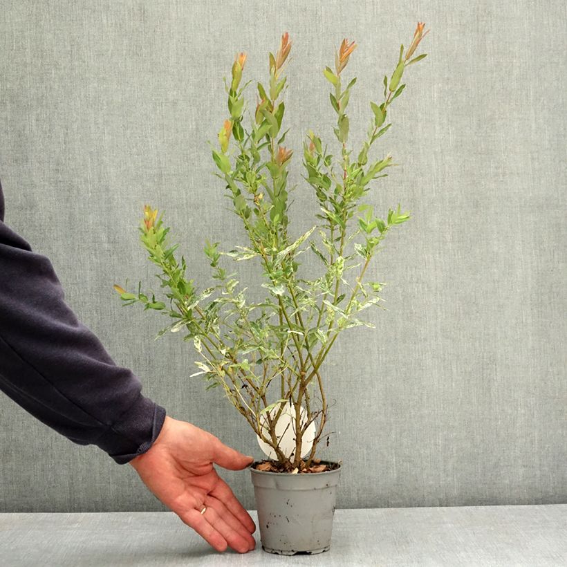Exemplar von Harlekinweide Flamingo - Salix integra Topf 12 cm / 13 cm wie im Sommer geliefert