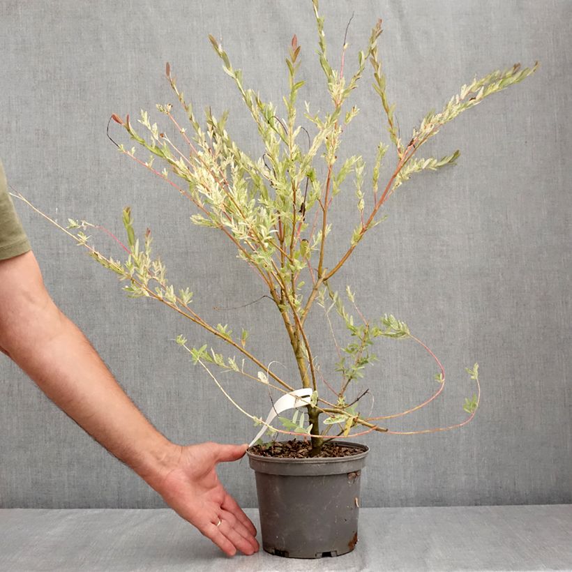 Example of Harlekinweide Flamingo - Salix integra Topf mit 2L/3L as you get in ete