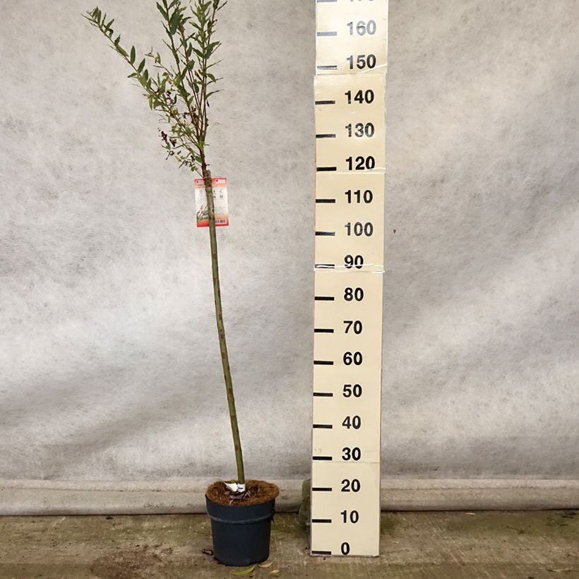 Example of Harlekinweide Flamingo - Salix integra Topf mit 4L/5L as you get in automne
