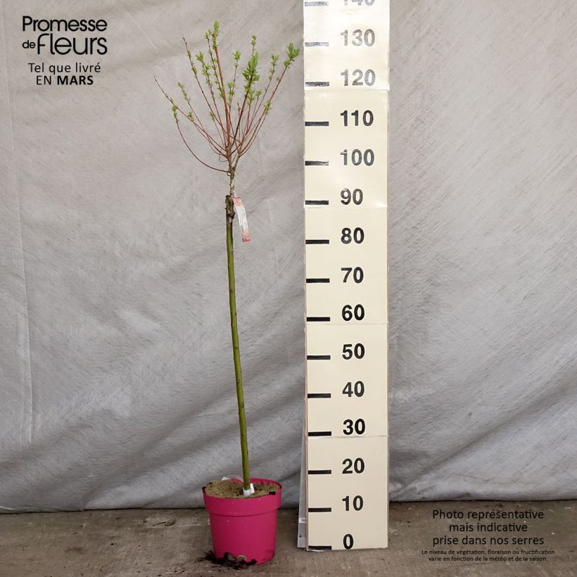 Exemplar von Harlekinweide Flamingo - Salix integra Topf mit 4L/5L wie im Frühjahr geliefert