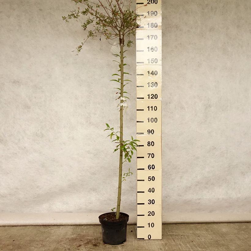 Exemplar von Harlekinweide Hakuro Nishiki - Salix integra Topf mit 7,5L/10L, Stamm wie im Sommer geliefert