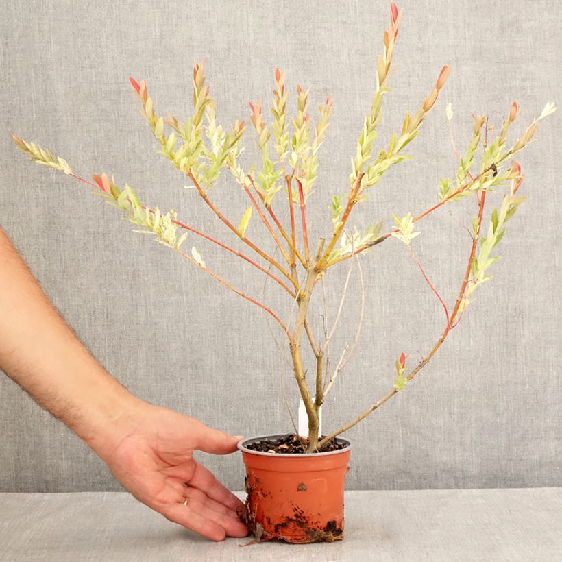 Example of Harlekinweide Hakuro Nishiki - Salix integra Topf 10 cm/11cm as you get in ete