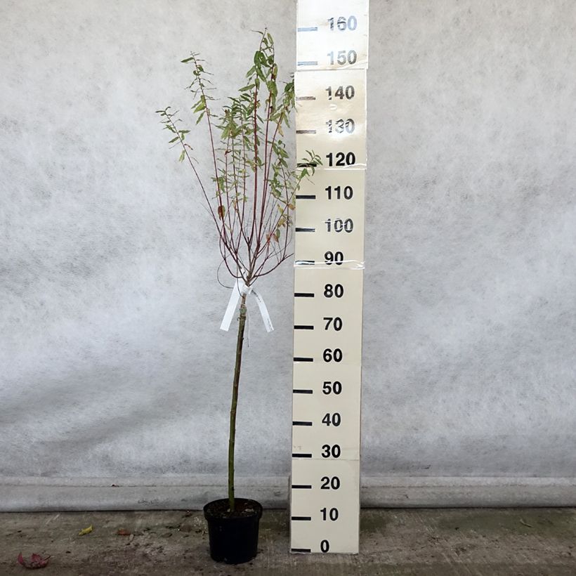 Example of Harlekinweide Hakuro Nishiki - Salix integra Topf mit 2L/3L as you get in automne