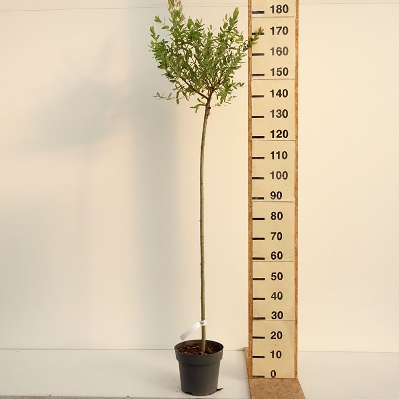 Example of Harlekinweide Hakuro Nishiki - Salix integra Topf mit 4L/5L as you get in ete