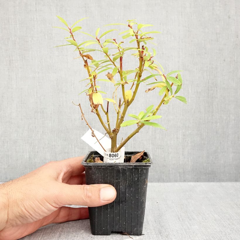 Exemplar von Drachenweide Golden Sunshine - Salix sachalinensis Kleine Töpfe von 8/9 cm wie im Herbst geliefert