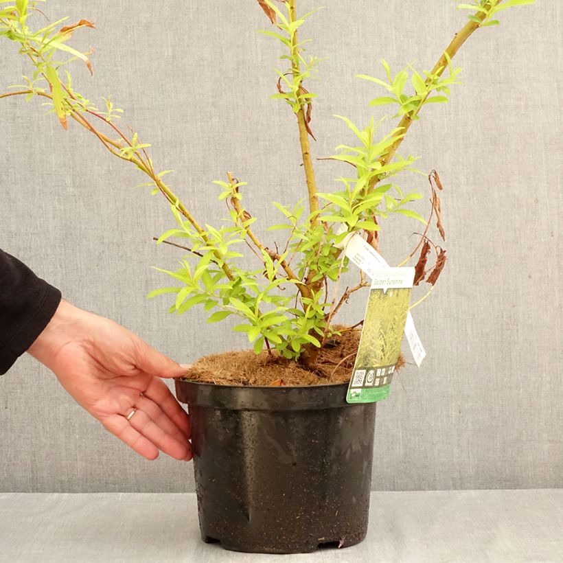 Exemplar von Drachenweide Golden Sunshine - Salix sachalinensis Topf mit 4L/5L wie im Herbst geliefert