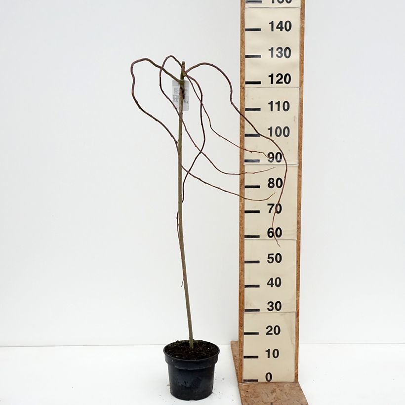 Exemplar von Sal-Weide Curly Locks - Salix caprea Topf mit 4L/5L, Stamm wie im Winter geliefert