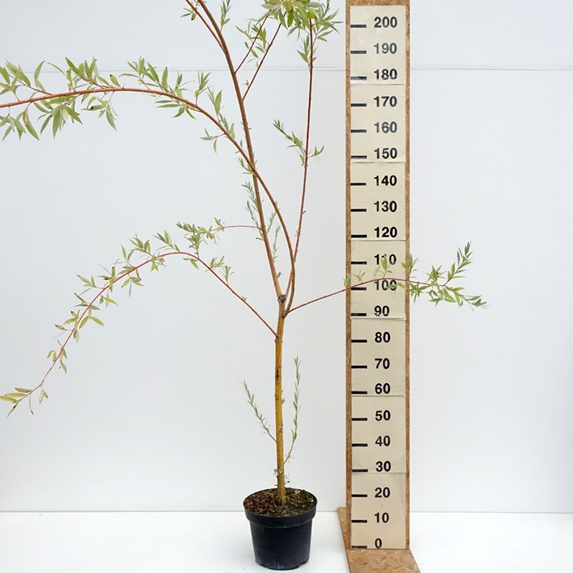 Example of Silber-Weide Pamiati Bażowa - Salix (x) alba Topf mit 7,5L/10L as you get in ete