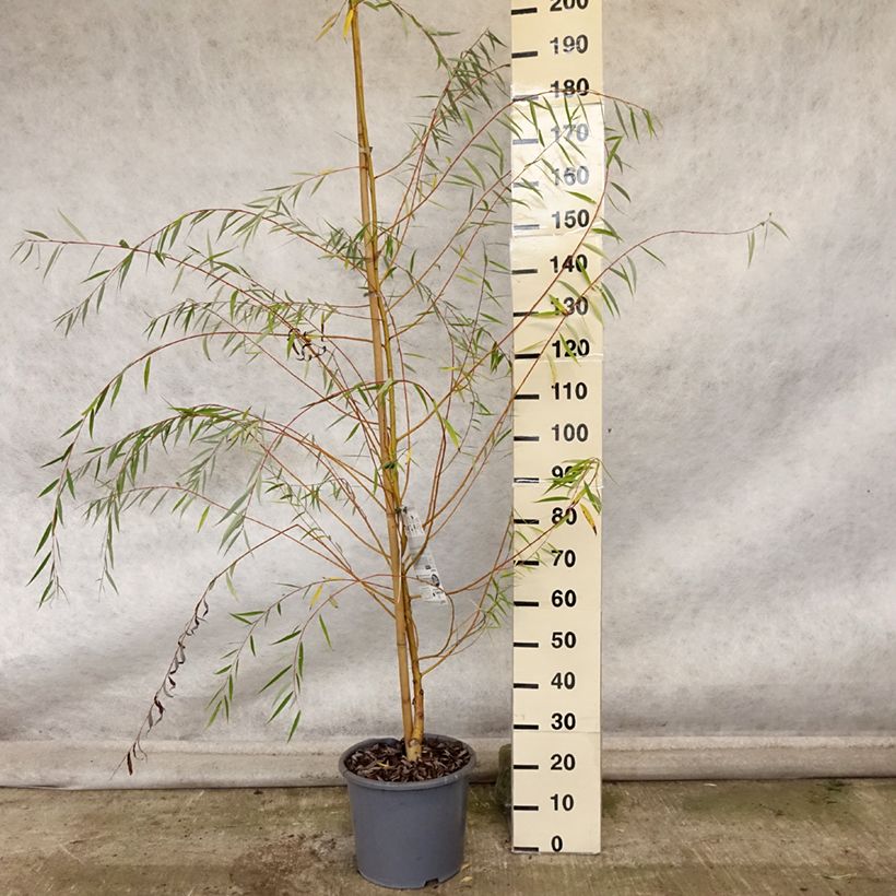 Example of Silber-Weide Tristis - Salix alba Topf mit 12L/15L as you get in automne