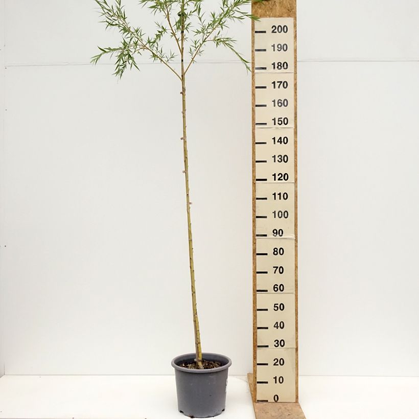Exemplar von Silber-Weide Tristis - Salix alba Topf mit 12L/15L wie im Frühjahr geliefert
