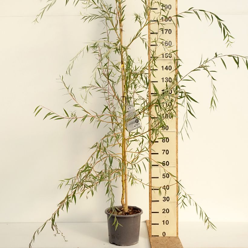 Exemplar von Silber-Weide Tristis - Salix alba Topf mit 12L/15L, Stämmchen wie im Sommer geliefert