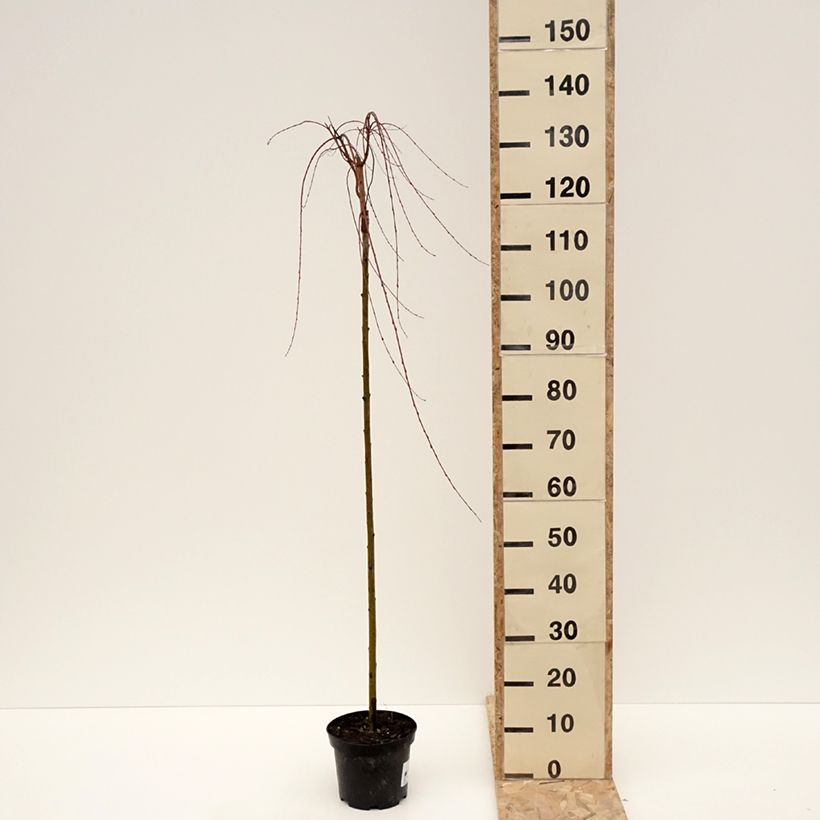 Exemplar von Harlekinweide Pendula -  Salix integra Topf mit 3L/4L wie im Winter geliefert