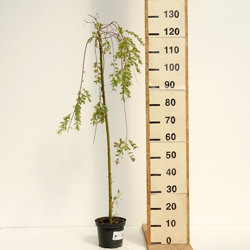 Example of Harlekinweide Pendula -  Salix integra Topf mit 3L/4L as you get in ete