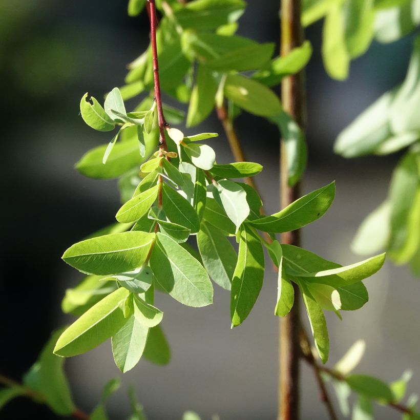 Harlekinweide Pendula -  Salix integra (Laub)