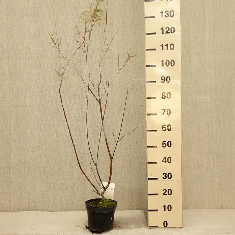 Example of Spitzblättrige Weide Blue Streak - Salix acutifolia Topf mit 3L/4L as you get in automne