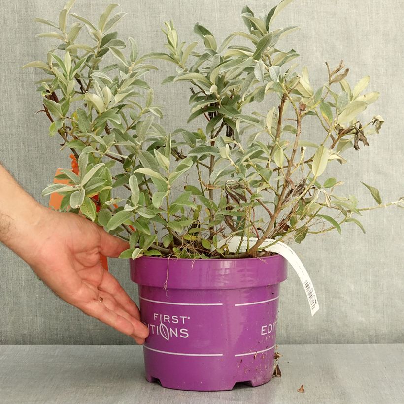 Exemplar von Salix candida Iceberg Alley - Salbei-Weide Topf mit 3L/4L wie im Sommer geliefert