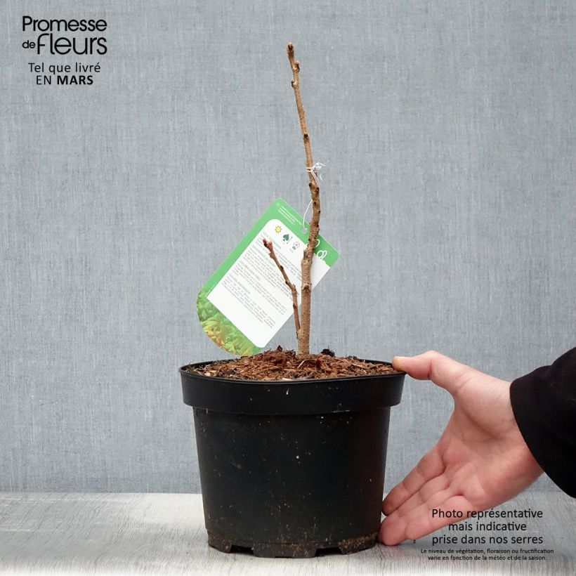 Exemplar von Koelreuteria paniculata Coral Sun - Blasenesche Topf mit 3L/4L wie im Frühjahr geliefert