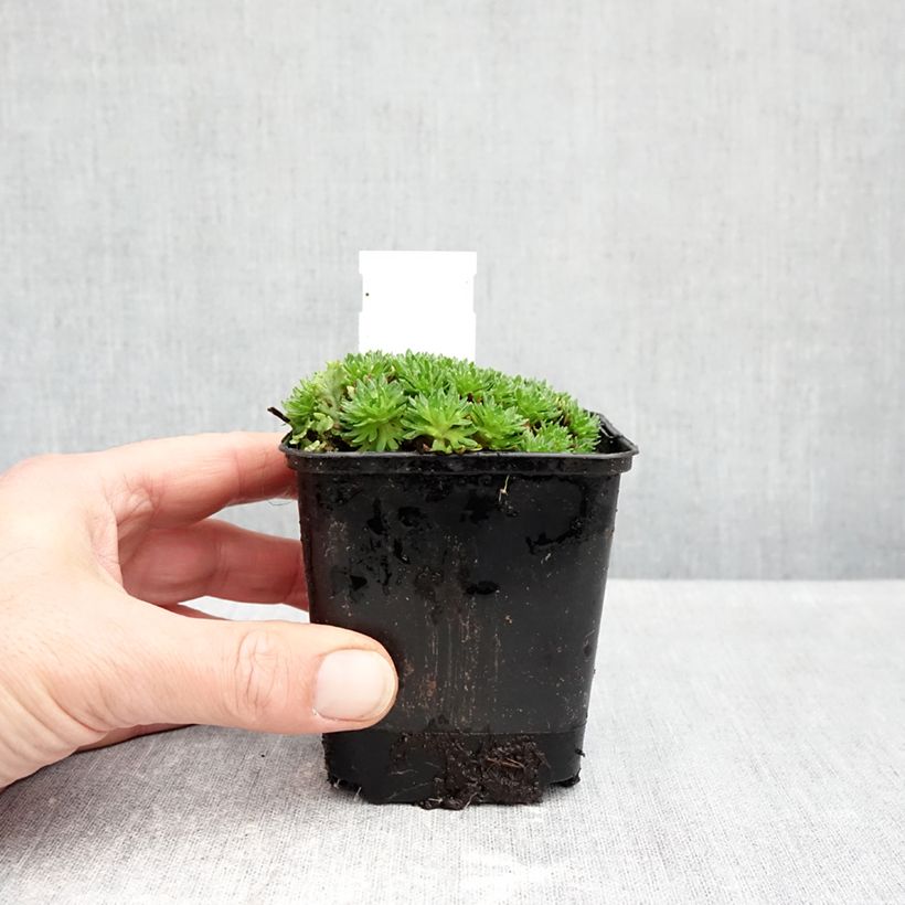 Exemplar von Saxifraga arendsii Compactum - Garten-Moos-Steinbrech Kleine Töpfe von 8/9 cm wie im Herbst geliefert