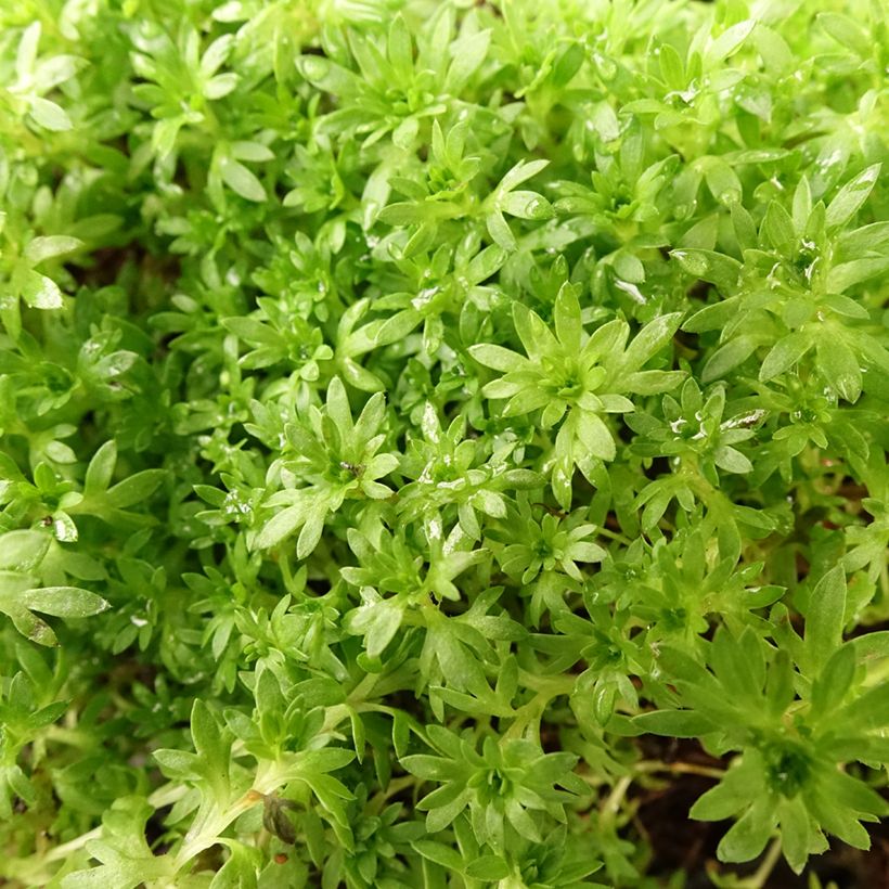 Saxifraga arendsii Compactum - Garten-Moos-Steinbrech (Foliage)