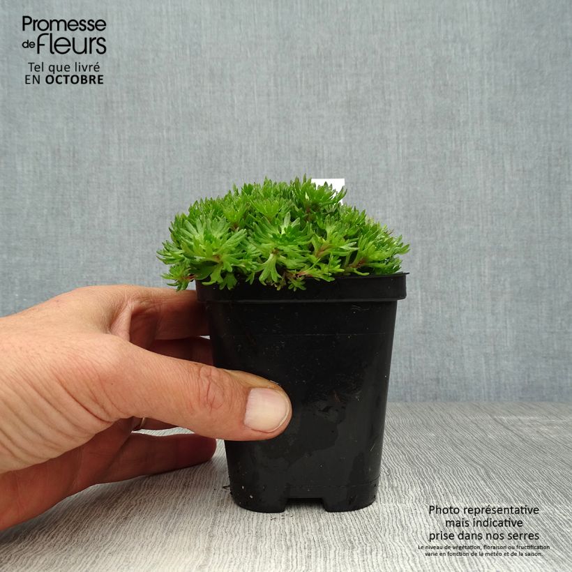 Example of Saxifraga arendsii Purpurteppich - Garten-Moos-Steinbrech Kleine Töpfe von 8/9 cm as you get in automne