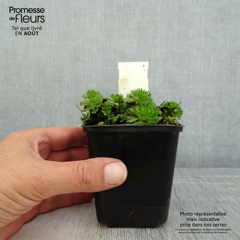 Exemplar von Saxifraga arendsii Ware's Crimson - Garten-Moos-Steinbrech Kleine Töpfe von 8/9 cm wie im Sommer geliefert