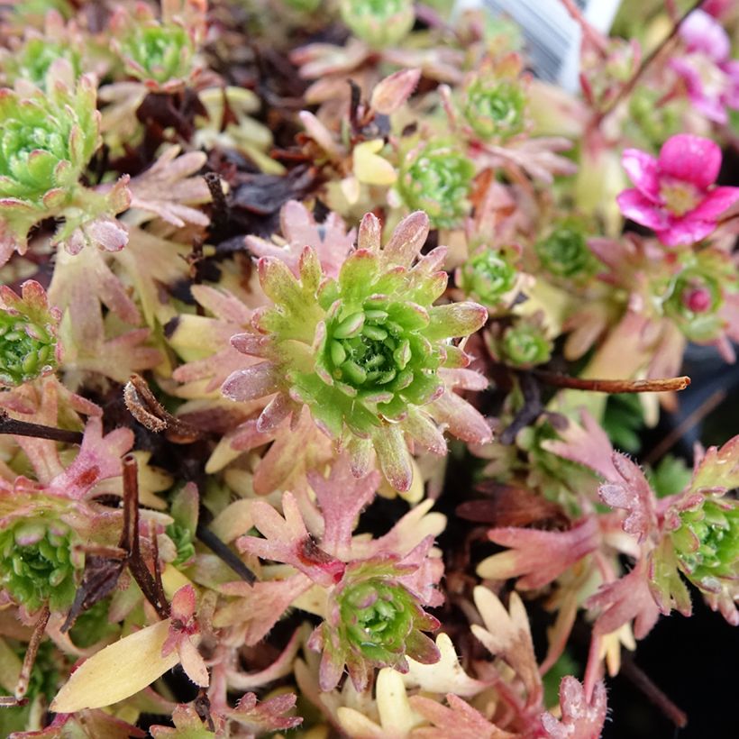 Saxifraga arendsii Ware's Crimson - Garten-Moos-Steinbrech (Foliage)