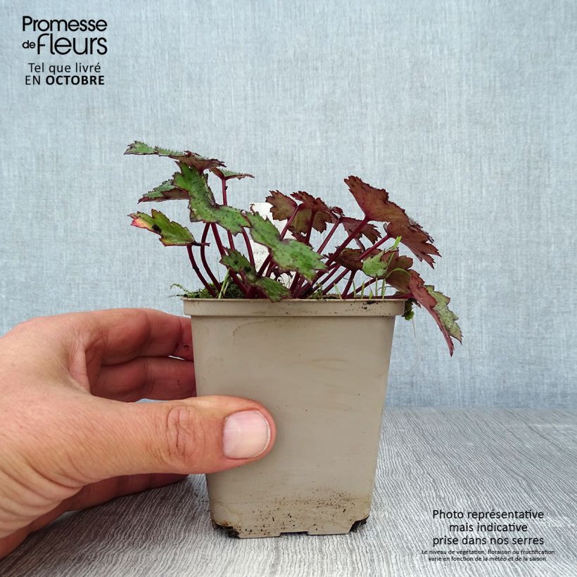 Example of Saxifraga cortusifolia Black Ruby - Herbst-Steinbrech Kleine Töpfe von 8/9 cm as you get in automne