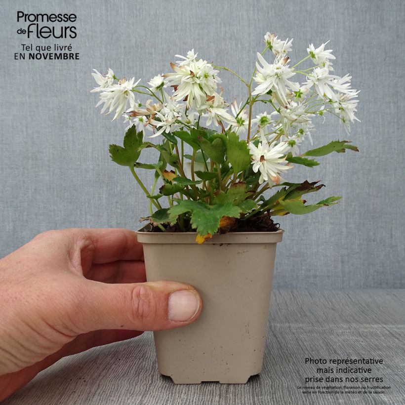 Example of Saxifraga cortusifolia Shiranami - Herbst-Steinbrech Kleine Töpfe von 8/9 cm as you get in automne