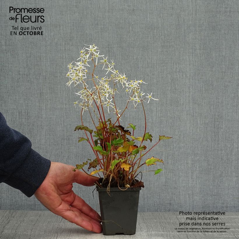 Example of Saxifraga fortunei Rubrifolia - Herbst-Steinbrech Kleine Töpfe von 8/9 cm as you get in automne