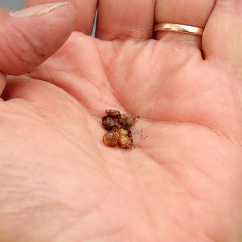 Exemplar von Saxifraga granulata Flore Pleno - Körner-Steinbrech Zwiebel Kaliber/Größe I wie im Frühjahr geliefert