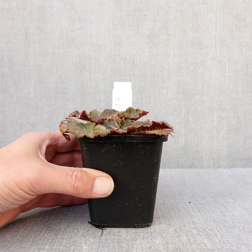 Example of Saxifraga stolonifera Cuscutiformis - Hänge-Steinbrech Kleine Töpfe von 8/9 cm as you get in hiver