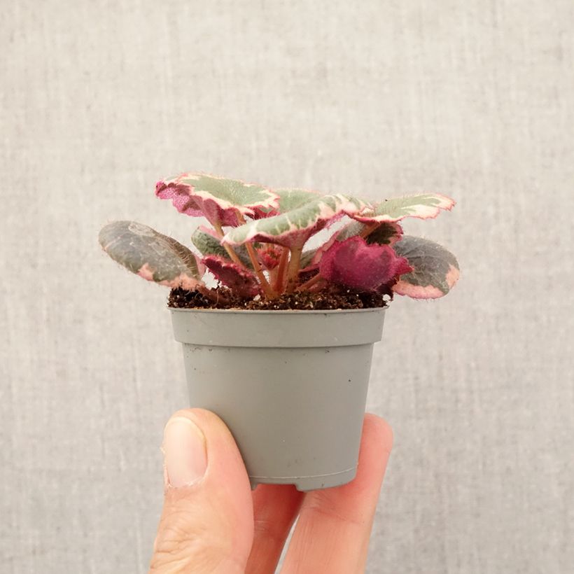 Example of Judenbart - Saxifraga stolonifera Variegata Mini-plante as you get in printemps