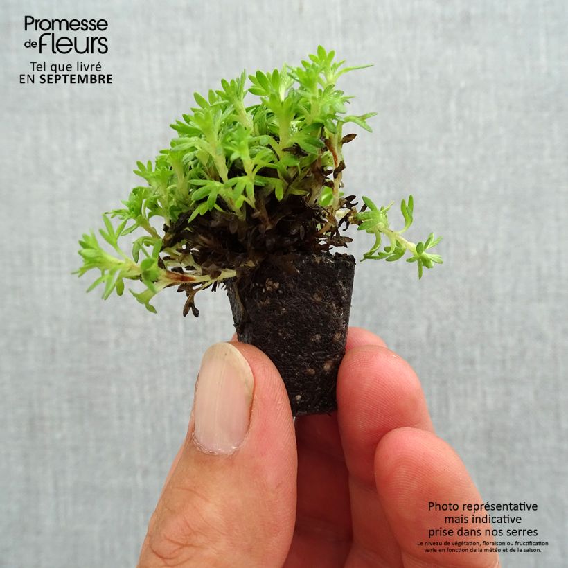 Example of Saxifraga arendsii Pixie - Garten-Moos-Steinbrech Mini-Plug Ø 3/4 cm as you get in automne