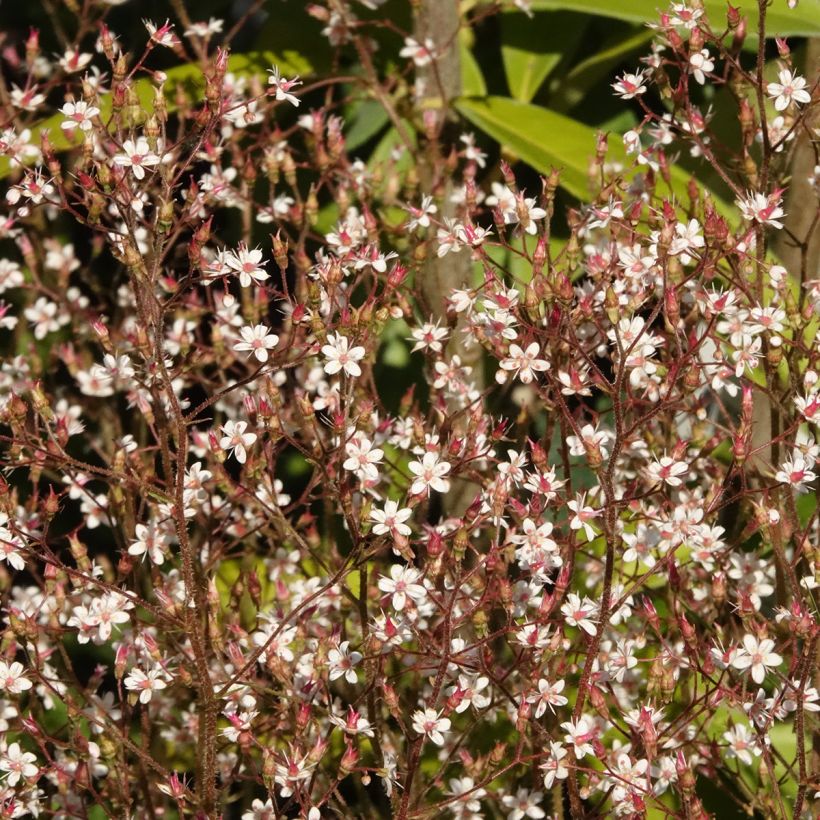 Saxifraga urbium Aureopunctata - Porzellanblümchen (Blüte)