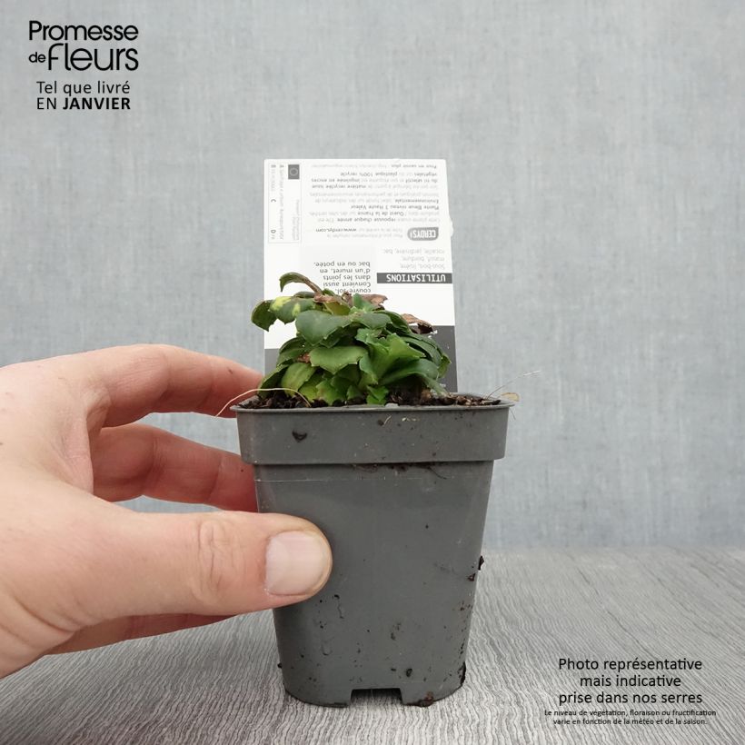 Exemplar von Saxifraga urbium Aureopunctata - Porzellanblümchen Kleine Töpfe von 8/9 cm wie im Winter geliefert