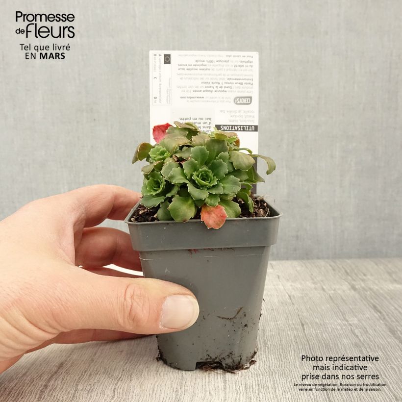 Exemplar von Saxifraga urbium Aureopunctata - Porzellanblümchen Kleine Töpfe von 8/9 cm wie im Frühjahr geliefert