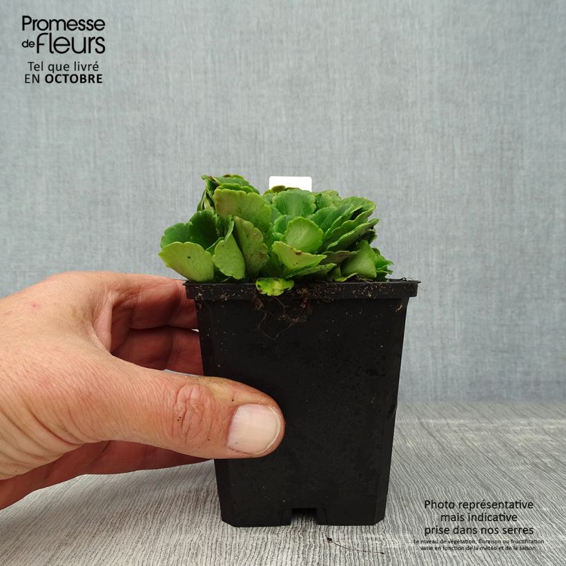 Example of Saxifraga urbium - Porzellanblümchen Kleine Töpfe von 8/9 cm as you get in automne