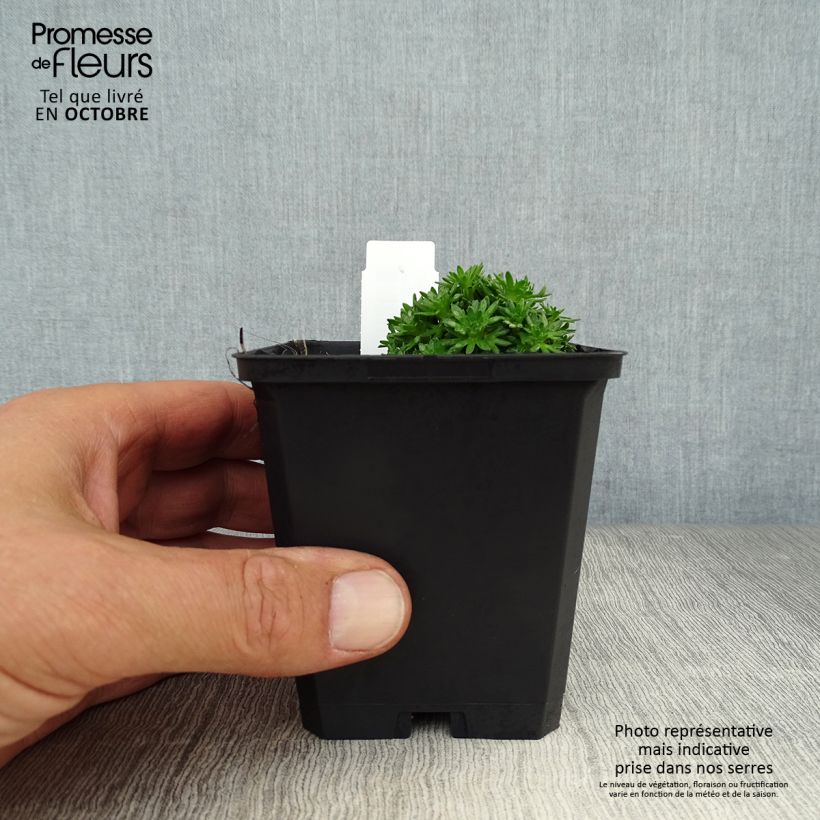 Example of Saxifraga arendsii Pixie White - Garten-Moos-Steinbrech Kleine Töpfe von 8/9 cm as you get in automne