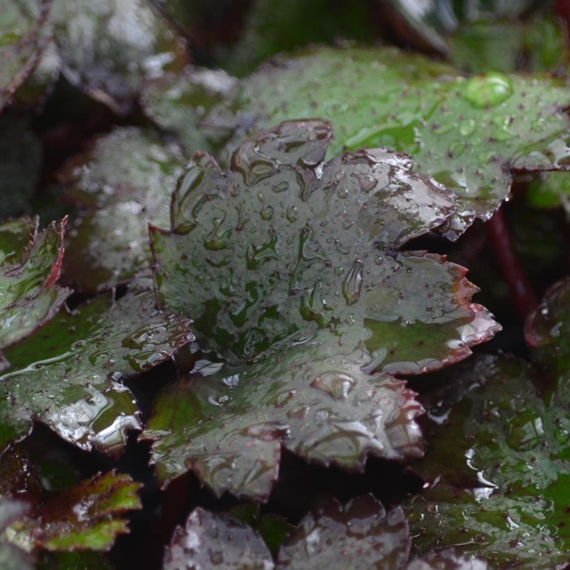 Saxifraga cortusifolia Black Ruby - Herbst-Steinbrech (Foliage)