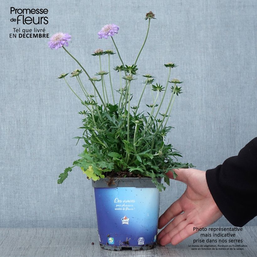 Example of Tauben-Skabiose Butterfly Blue - Scabiosa columbaria Topf mit 2L/3L as you get in automne