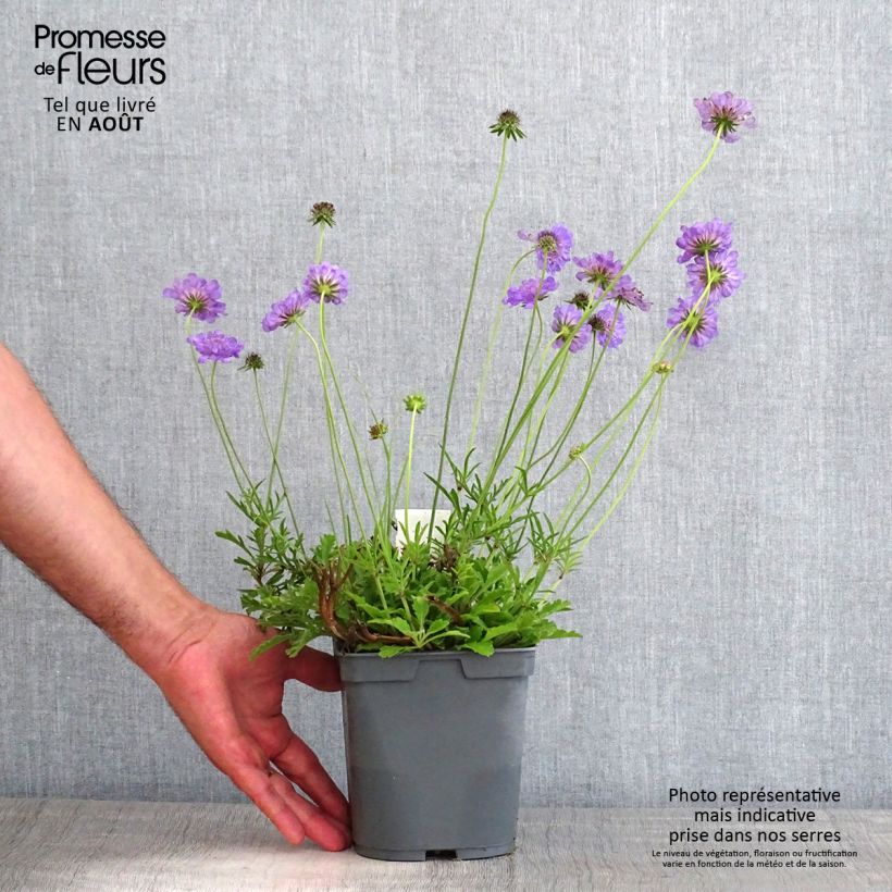 Exemplar von Tauben-Skabiose Butterfly Blue - Scabiosa columbaria Topf mit 2L/3L wie im Sommer geliefert